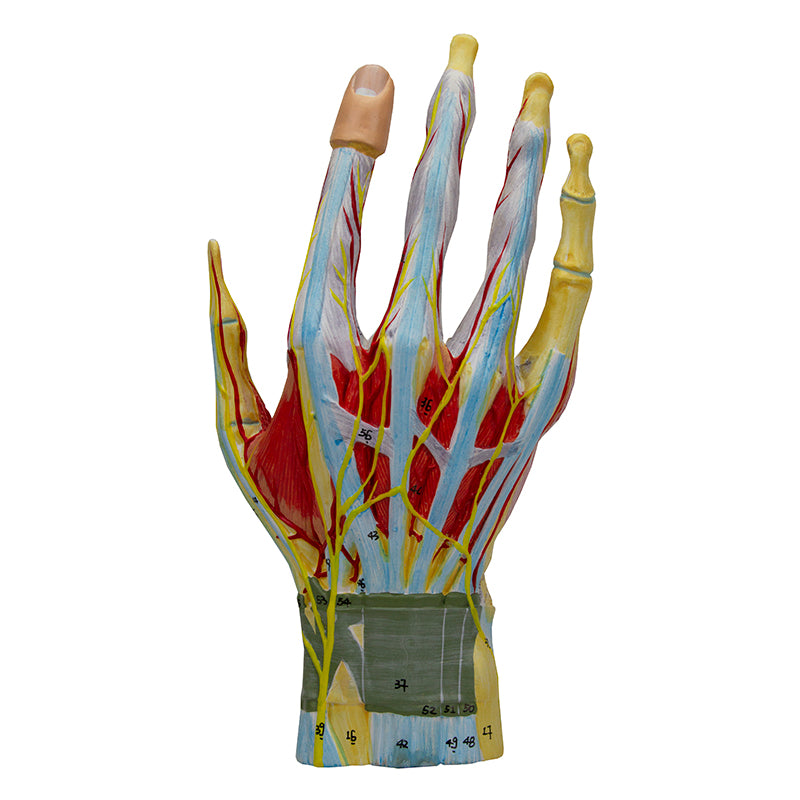 Load image into Gallery viewer, Hand Model, 7 Parts