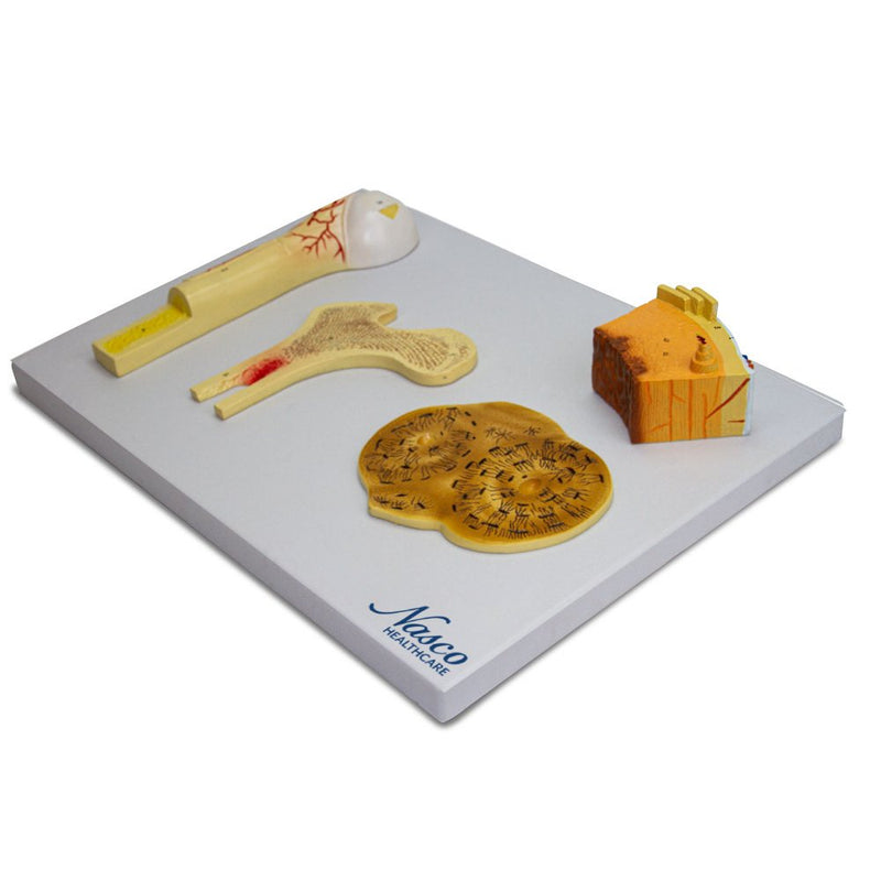 Load image into Gallery viewer, Bone Model, 4 Parts