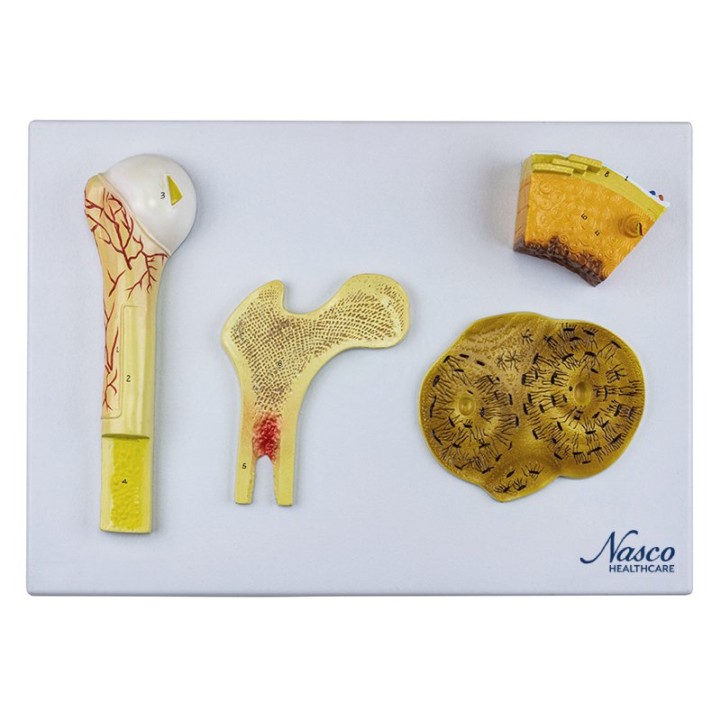 Load image into Gallery viewer, Bone Model, 4 Parts