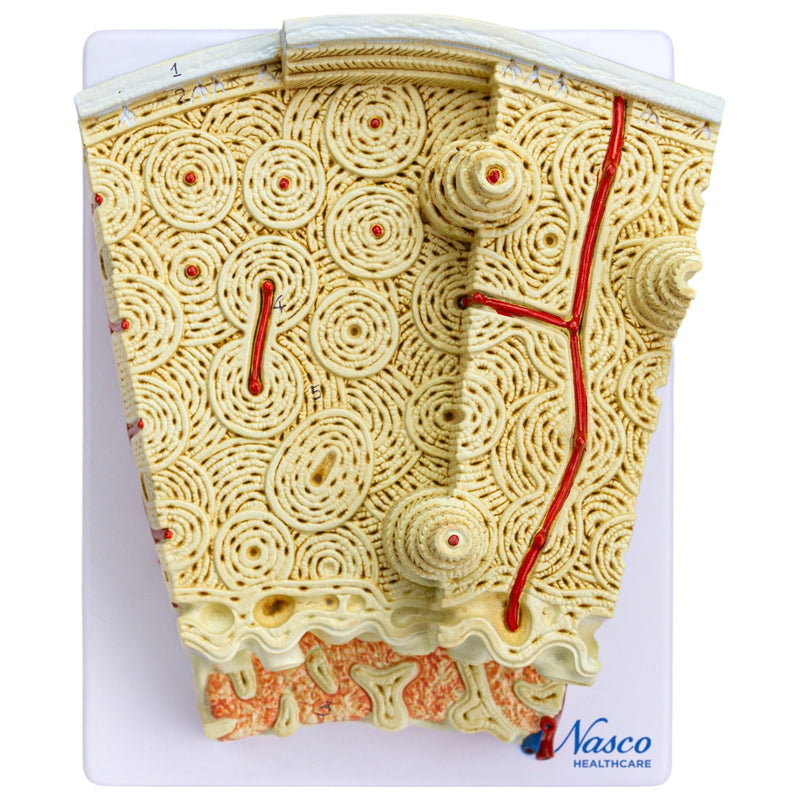 Load image into Gallery viewer, Bone Micro-Anatomy Model, 80X Enlarged