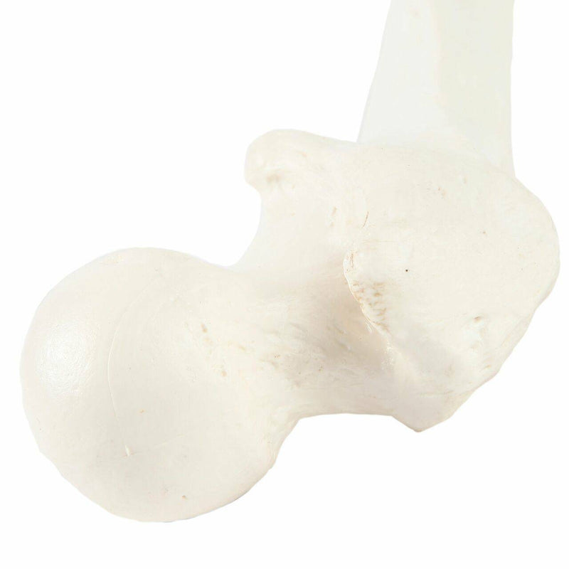 Load image into Gallery viewer, Femur Model