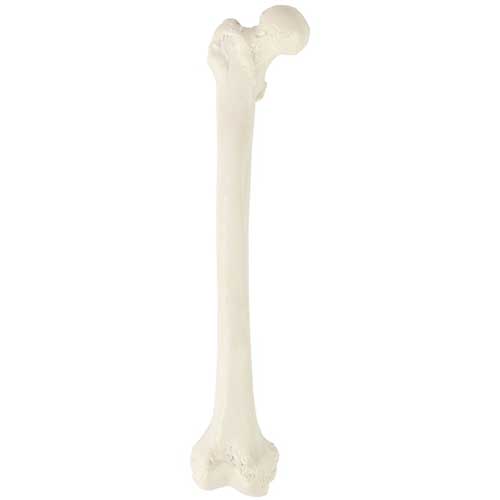 Load image into Gallery viewer, Femur Model