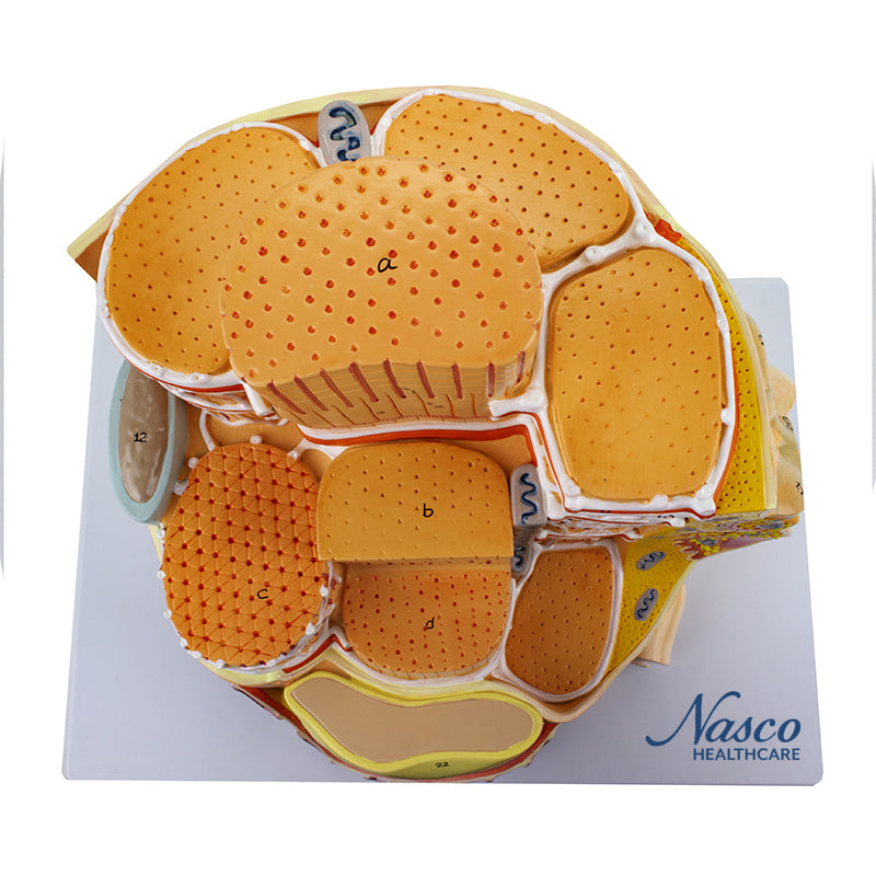 將圖像載入到圖庫檢視器中, Muscle Fiber Micro-Anatomy Model, 40,000X Enlarged