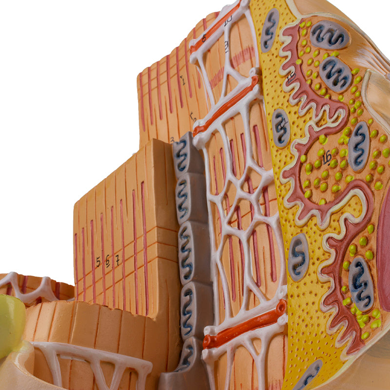 將圖像載入到圖庫檢視器中, Muscle Fiber Micro-Anatomy Model, 40,000X Enlarged