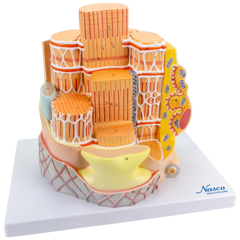 將圖像載入到圖庫檢視器中, Muscle Fiber Micro-Anatomy Model, 40,000X Enlarged