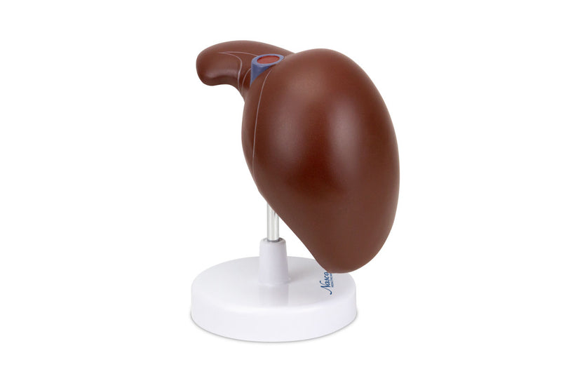 將圖像載入到圖庫檢視器中, Liver with Gallbladder Model