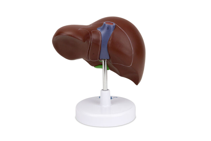 將圖像載入到圖庫檢視器中, Liver with Gallbladder Model