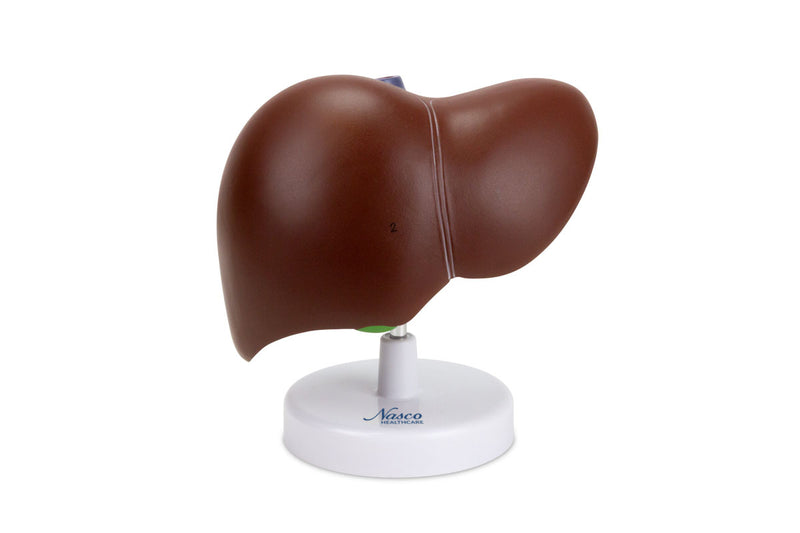 將圖像載入到圖庫檢視器中, Liver with Gallbladder Model