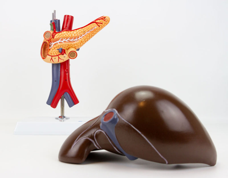 Load image into Gallery viewer, Liver with Gallbladder, Pancreas, & Duodenum Model, 2 Part