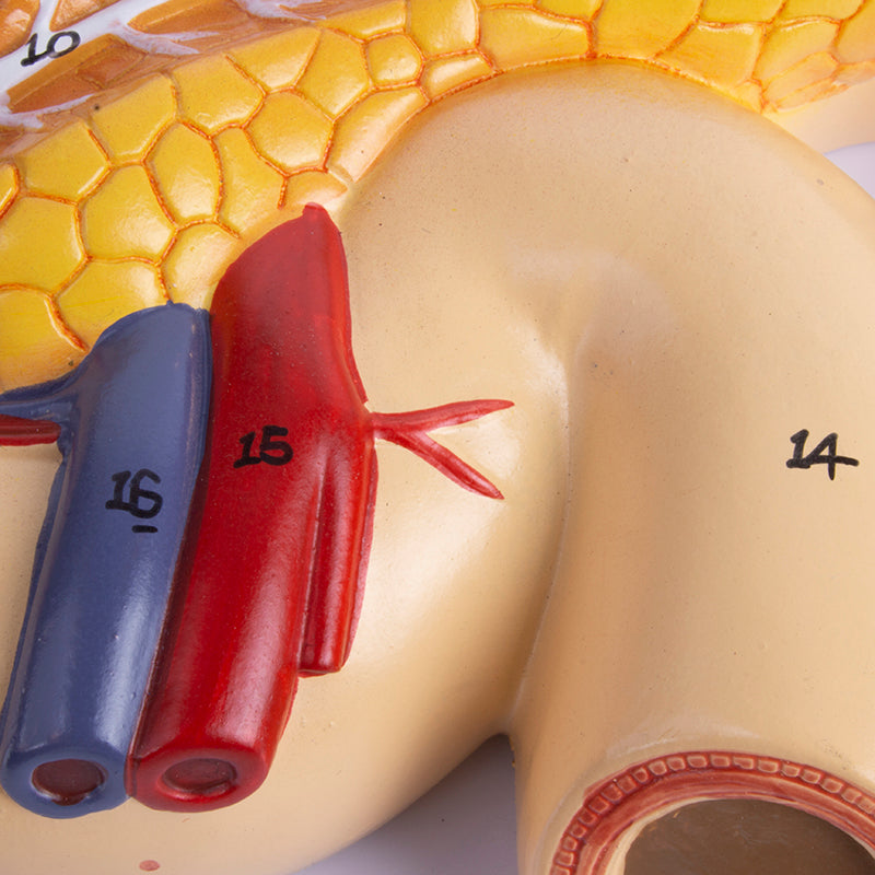 Load image into Gallery viewer, Liver with Gallbladder, Pancreas & Duodenum Model