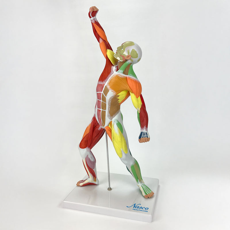 Load image into Gallery viewer, Muscular Figure Didactic Model, 1/4 Life-Size