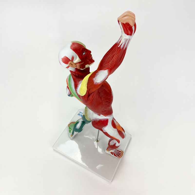 Load image into Gallery viewer, Muscular Figure Didactic Model, 1/4 Life-Size