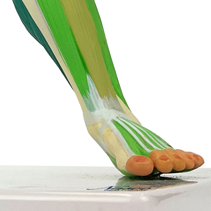 Load image into Gallery viewer, Muscular Figure Didactic Model, 1/4 Life-Size