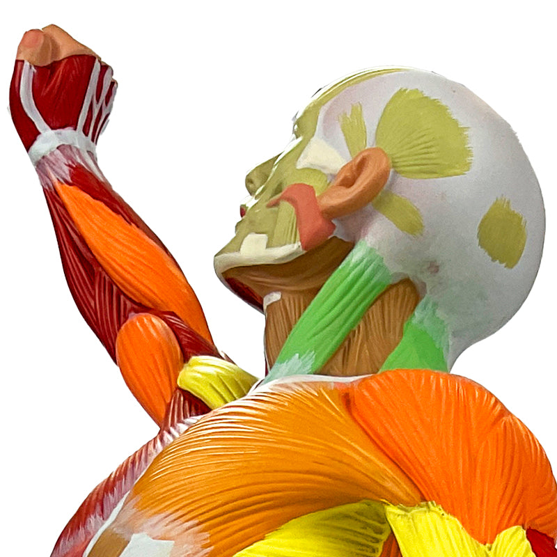 Load image into Gallery viewer, Muscular Figure Didactic Model, 1/4 Life-Size
