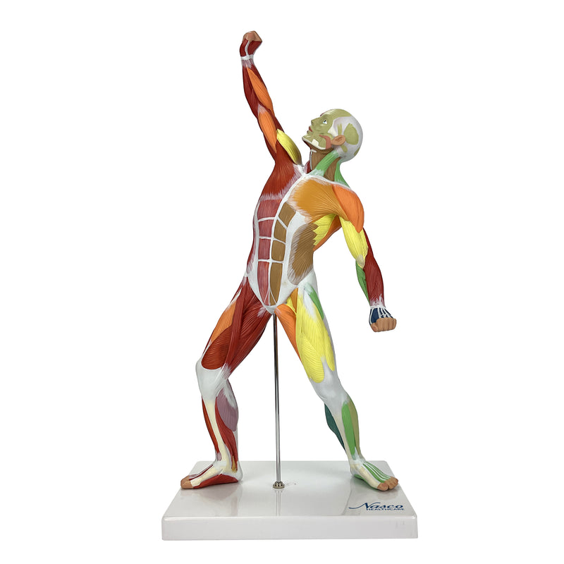 Load image into Gallery viewer, Muscular Figure Didactic Model, 1/4 Life-Size