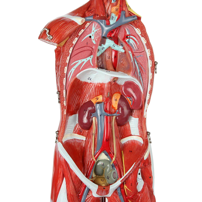 Load image into Gallery viewer, Muscle Figure Model, 1/2 Life-Size, 30 Parts