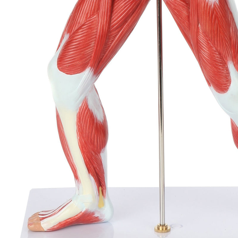 将图像加载到画廊查看器中,Muscle Figure Model, 1/4 Life-Size