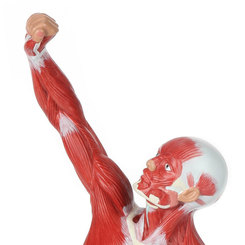 将图像加载到画廊查看器中,Muscle Figure Model, 1/4 Life-Size