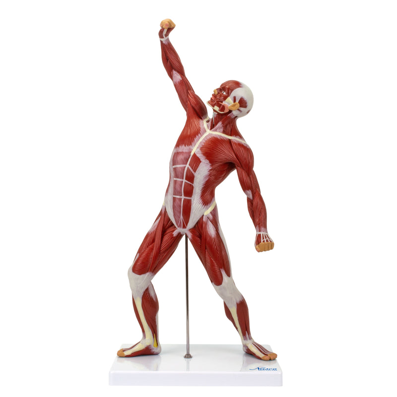 将图像加载到画廊查看器中,Muscle Figure Model, 1/4 Life-Size