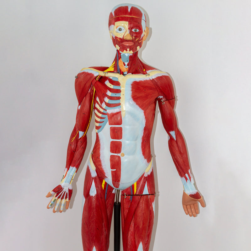 Load image into Gallery viewer, Muscular Figure Model, 3/4 Life-Size, 32 Parts