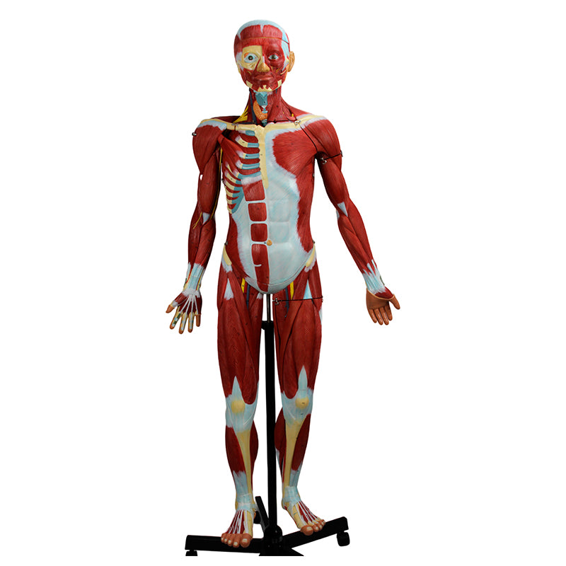 Load image into Gallery viewer, Muscular Figure Model, 3/4 Life-Size, 32 Parts