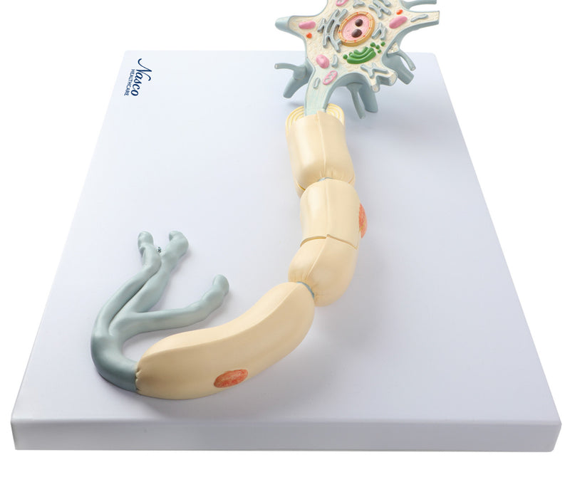 Load image into Gallery viewer, Neuron with Dendrite & Axon, 2,500X Enlarged, 2 Parts