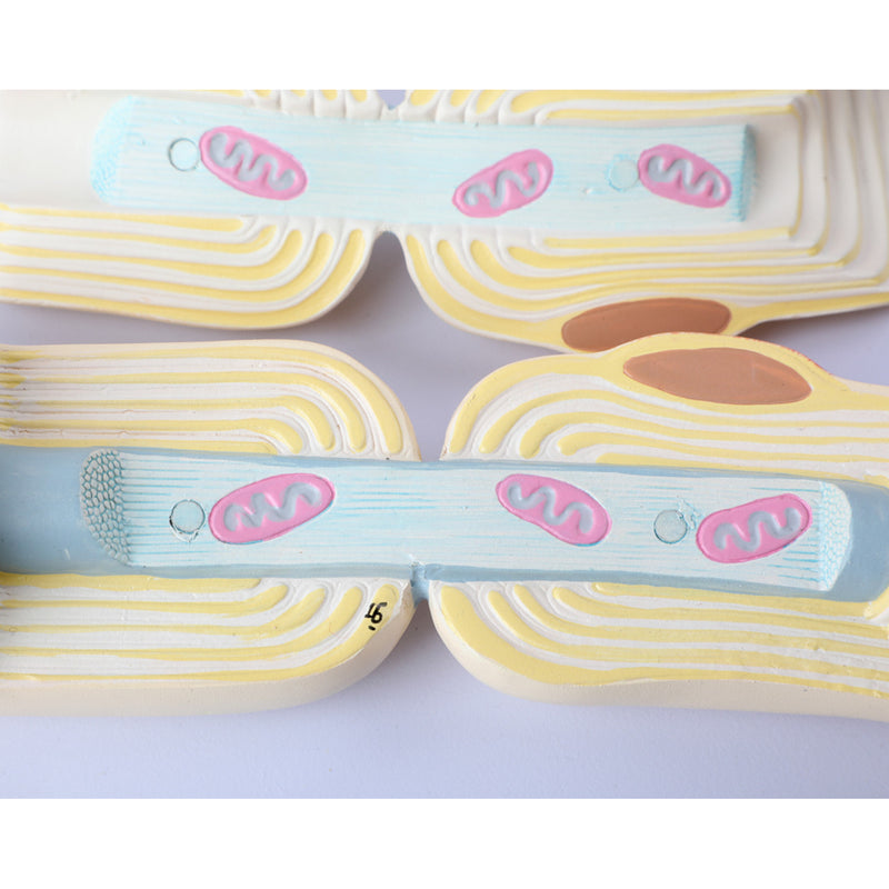 Load image into Gallery viewer, Neuron with Dendrite & Axon, 2,500X Enlarged, 2 Parts