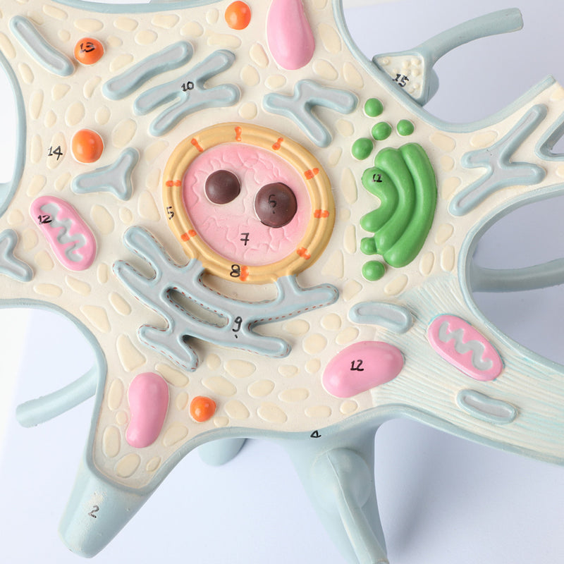 Load image into Gallery viewer, Neuron with Dendrite & Axon, 2,500X Enlarged, 2 Parts