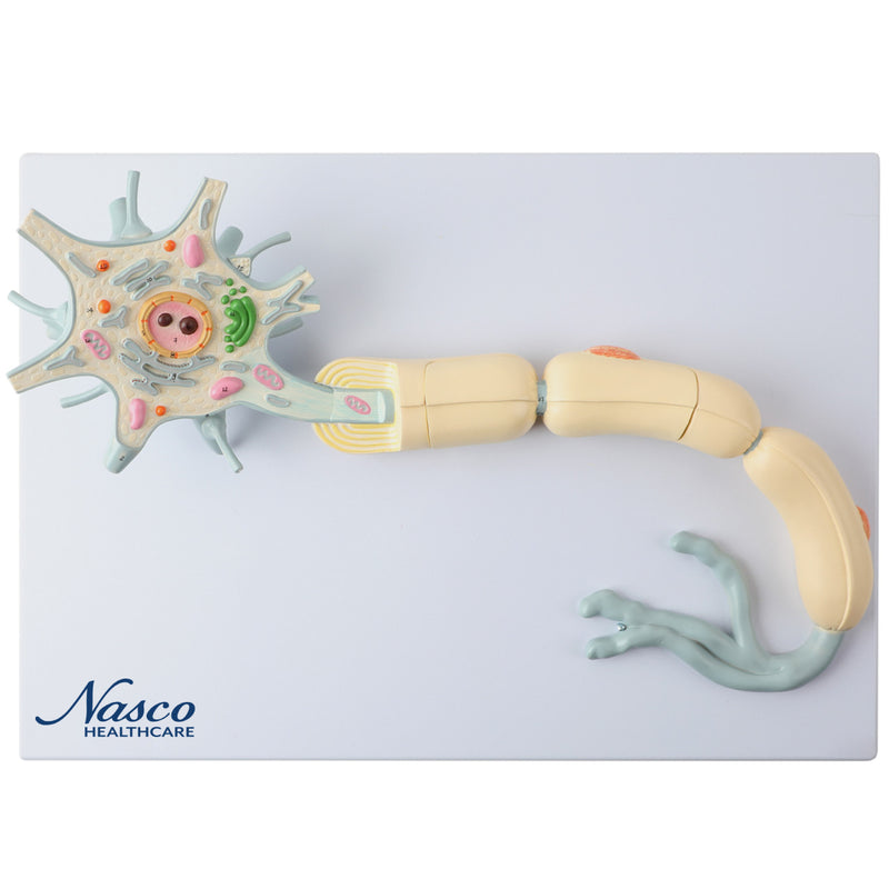 Load image into Gallery viewer, Neuron with Dendrite & Axon, 2,500X Enlarged, 2 Parts