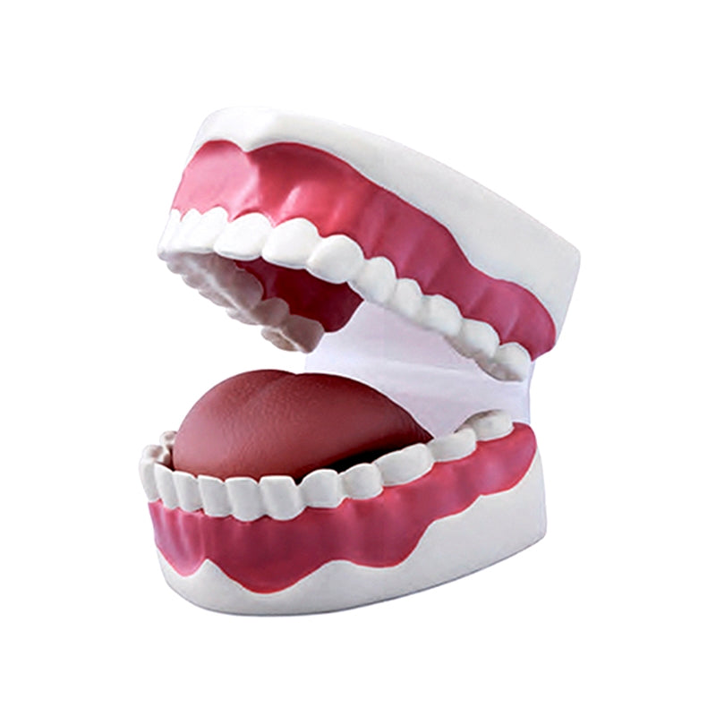 Load image into Gallery viewer, Dental Care Model