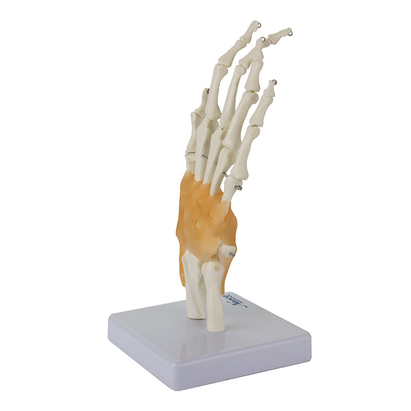 Load image into Gallery viewer, Hand Joint with Ligaments Model