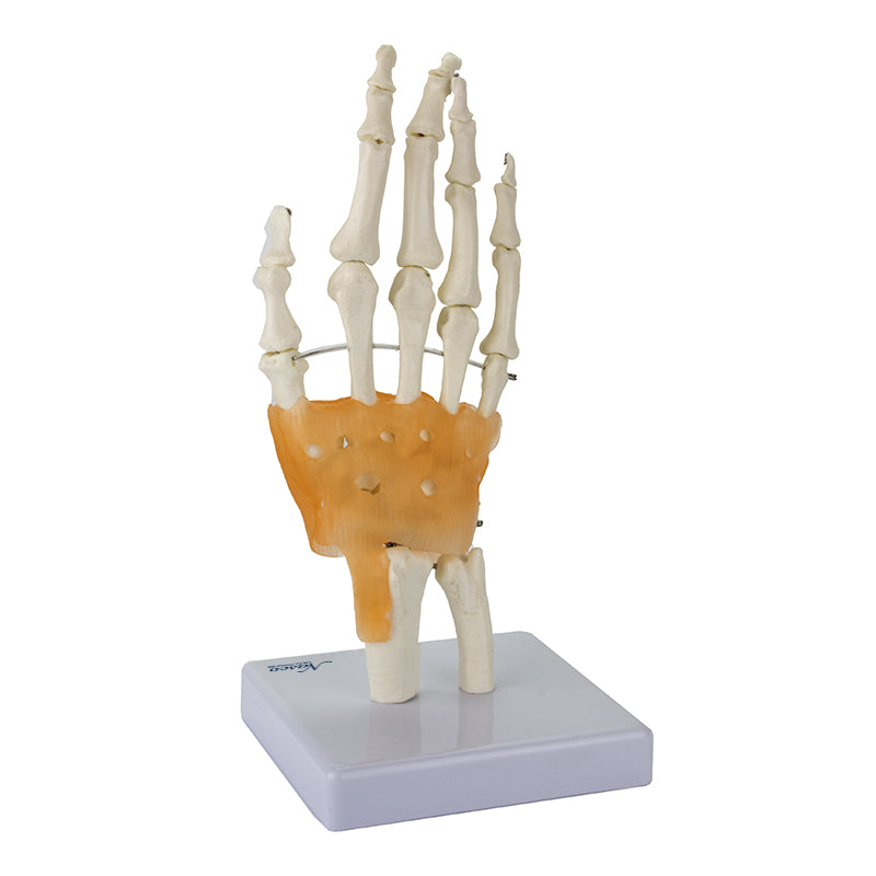 Load image into Gallery viewer, Hand Joint with Ligaments Model