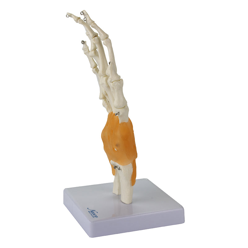 Load image into Gallery viewer, Hand Joint with Ligaments Model