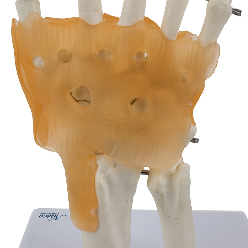 Load image into Gallery viewer, Hand Joint with Ligaments Model