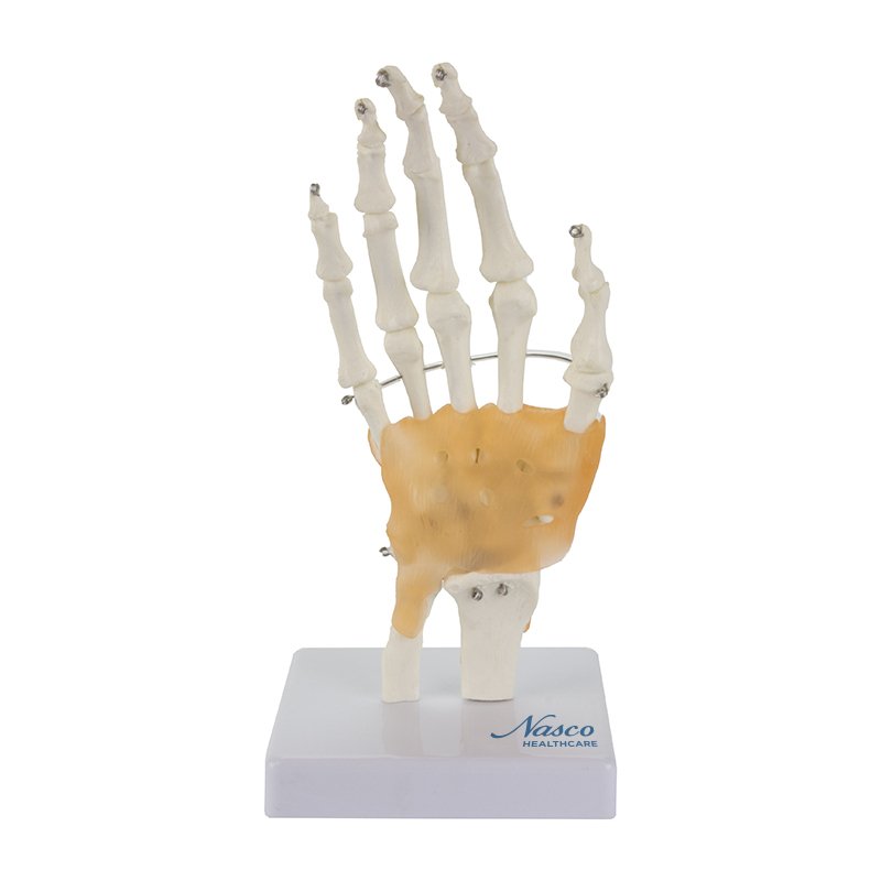 Load image into Gallery viewer, Hand Joint with Ligaments Model