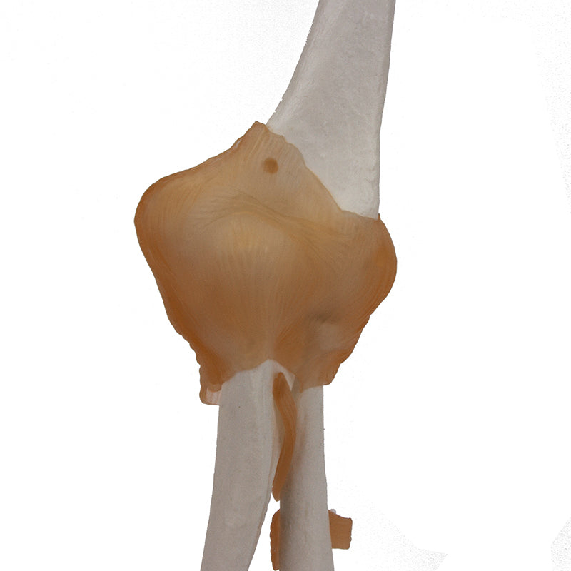 Load image into Gallery viewer, Elbow Joint with Ligaments Model