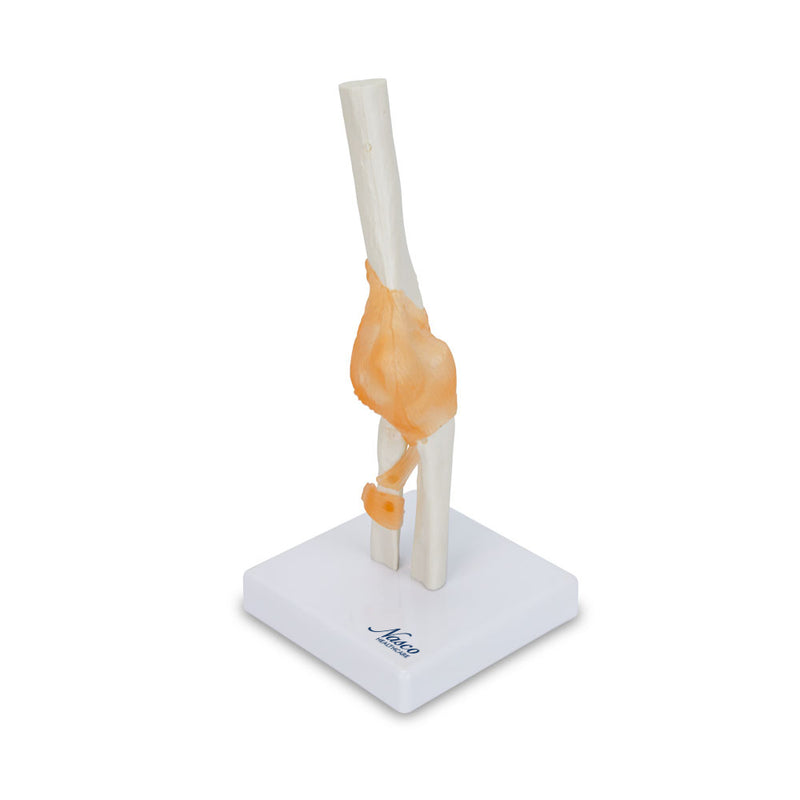 Load image into Gallery viewer, Elbow Joint with Ligaments Model