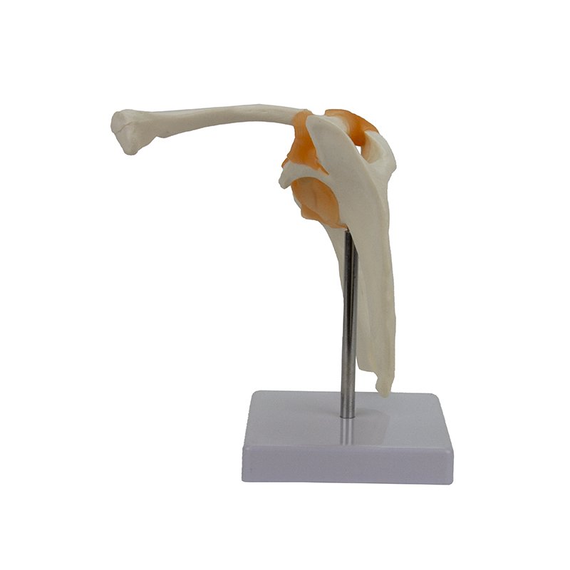 Load image into Gallery viewer, Functional Shoulder Joint Model