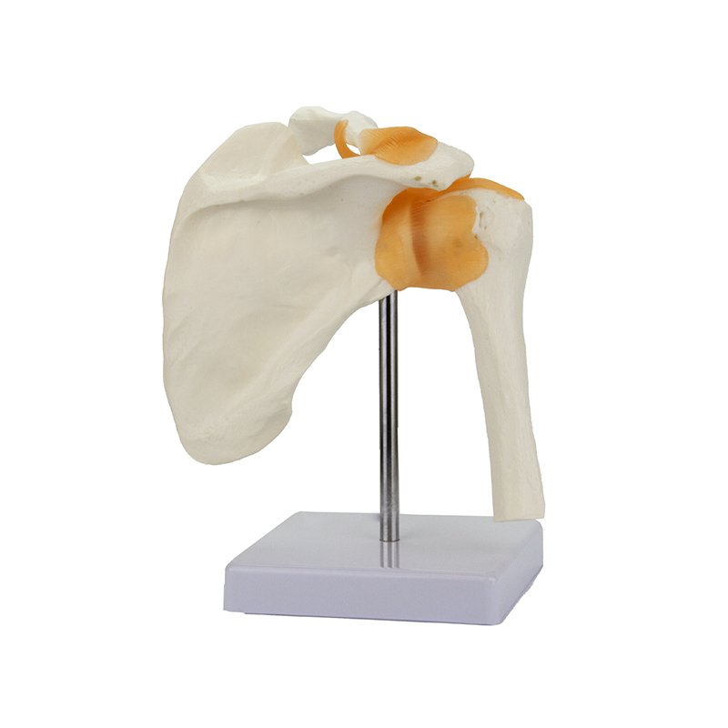 Load image into Gallery viewer, Functional Shoulder Joint Model