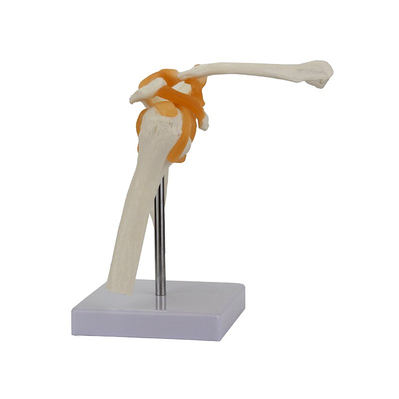 Load image into Gallery viewer, Functional Shoulder Joint Model
