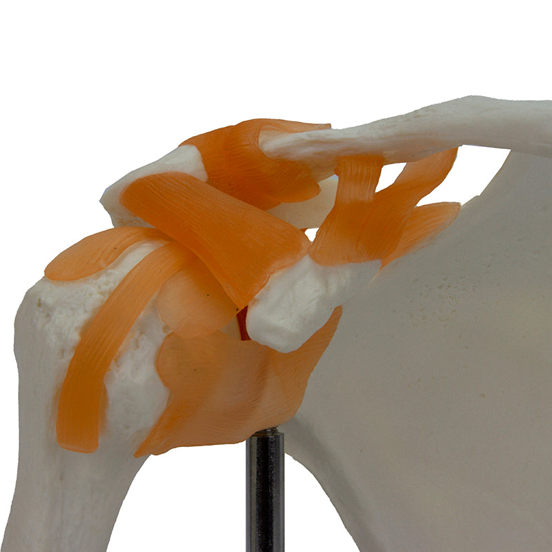 Load image into Gallery viewer, Functional Shoulder Joint Model