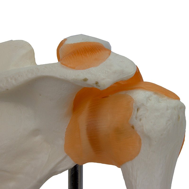 Load image into Gallery viewer, Functional Shoulder Joint Model