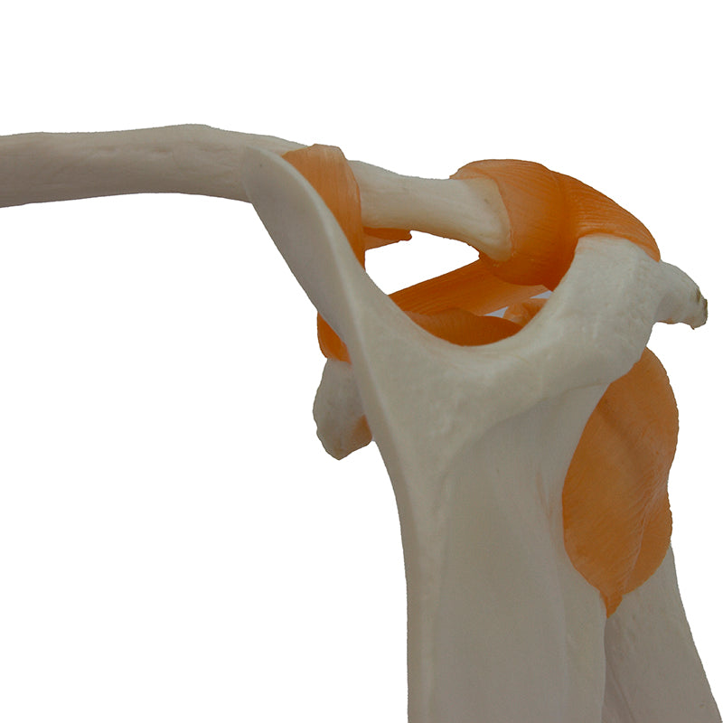 Load image into Gallery viewer, Functional Shoulder Joint Model