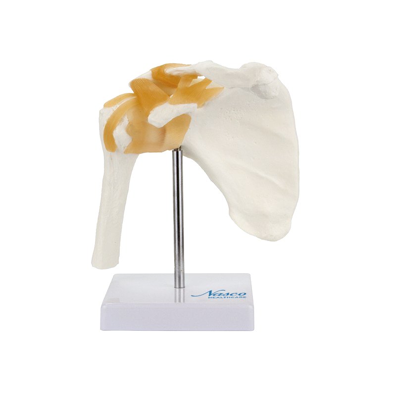 Load image into Gallery viewer, Functional Shoulder Joint Model