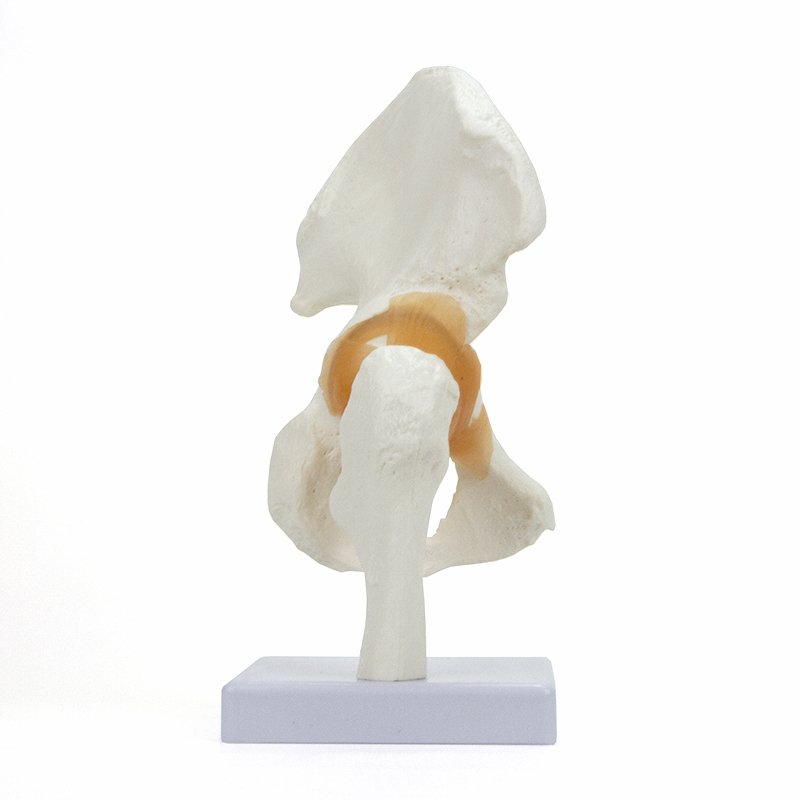 Load image into Gallery viewer, Functional Hip Joint Model