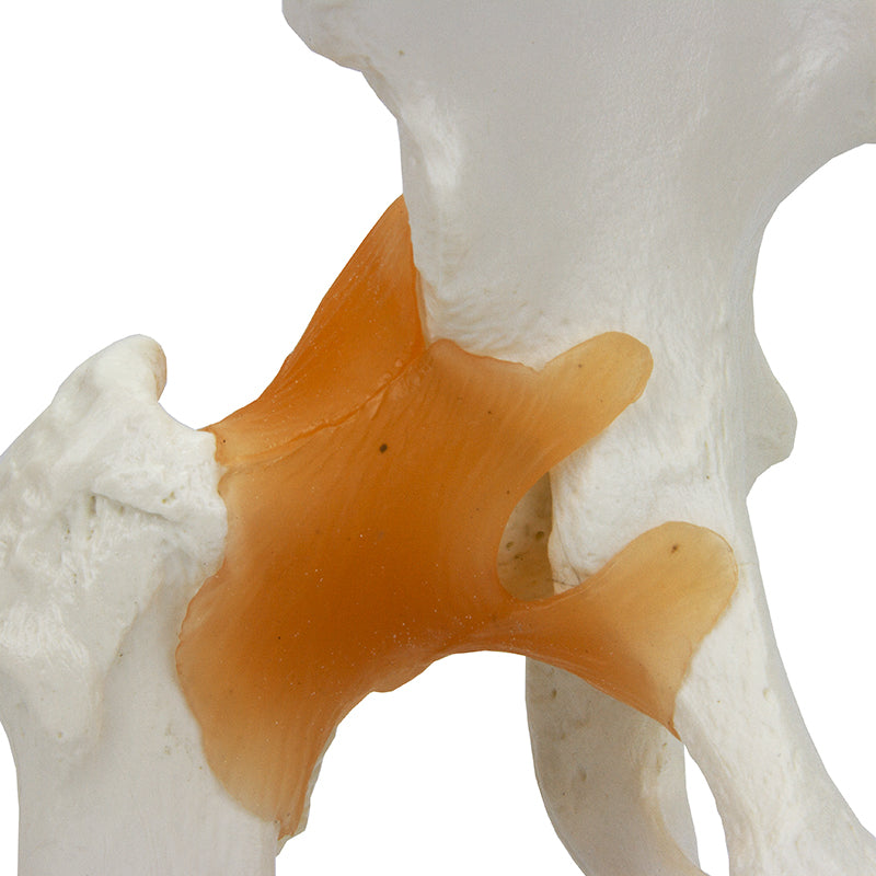 Load image into Gallery viewer, Functional Hip Joint Model