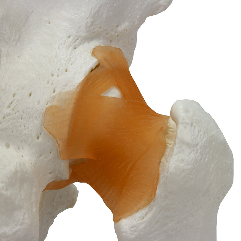 Load image into Gallery viewer, Functional Hip Joint Model