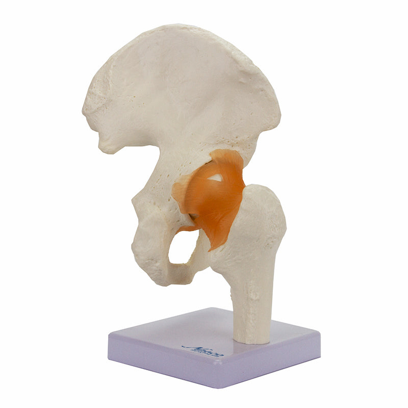 Load image into Gallery viewer, Functional Hip Joint Model