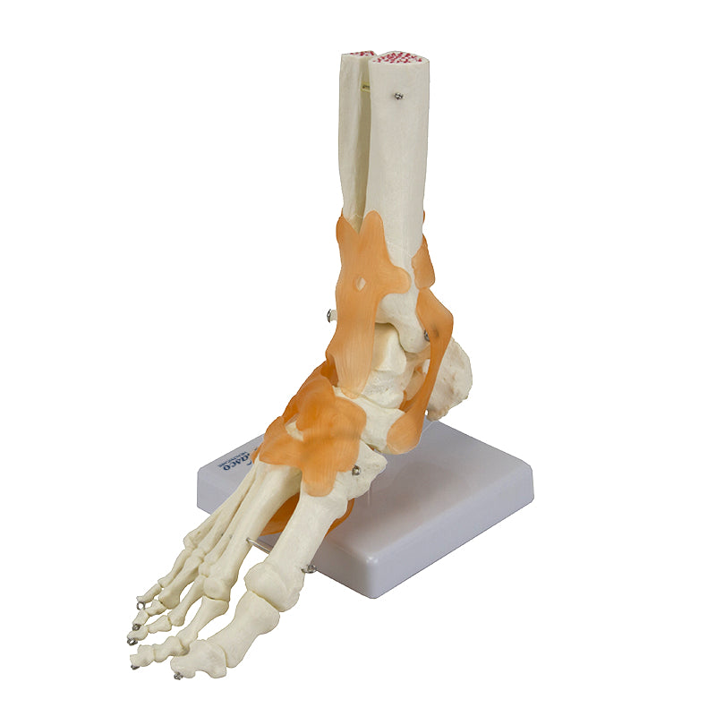 Load image into Gallery viewer, Ankle Joint with Ligaments Model