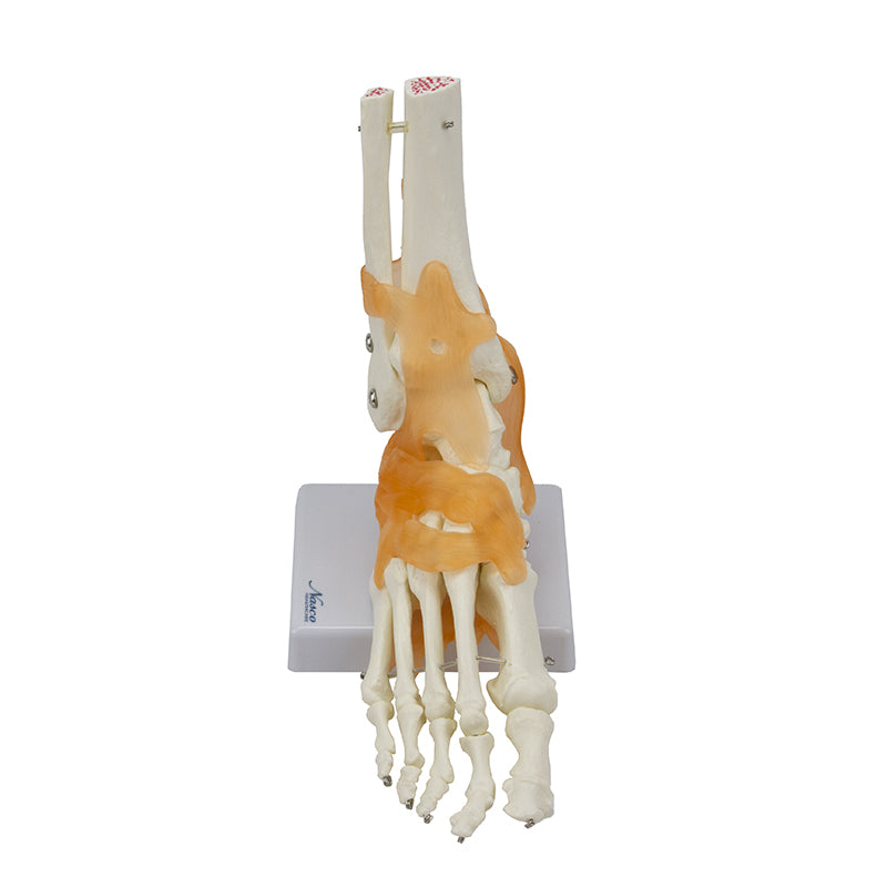 Load image into Gallery viewer, Ankle Joint with Ligaments Model